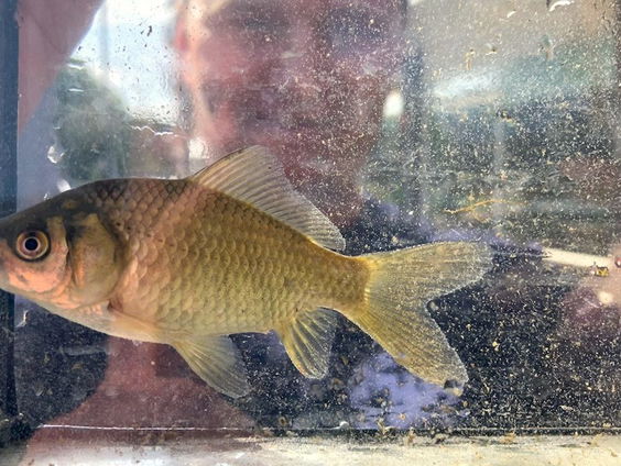 Goudvis niet zo onschuldig als-ie lijkt