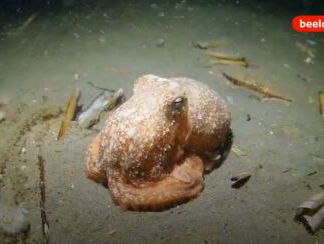 Bijzonder: octopus in Noordzee gefilmd
