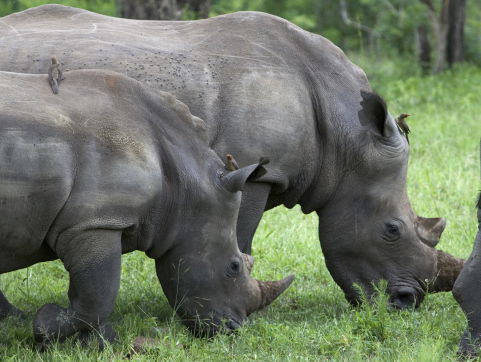 Terug naar 2017: neushoorn Vince wordt doodgeschoten in Franse dierentuin