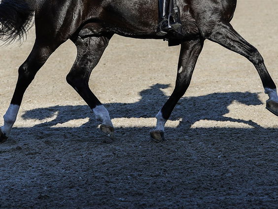 Virusuitbraak in de paardenwereld