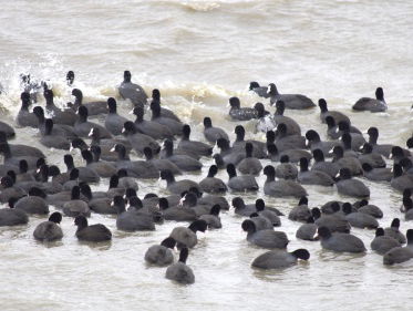 Nominatie Jan Wolkers Prijs: De Meerkoet