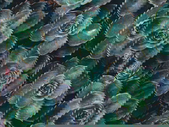 Hoe bescherm je je kamerplanten tijdens een hittegolf?