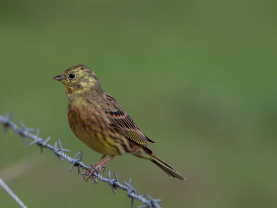 Arjan Dwarshuis met de vogelgeluiden van deze week