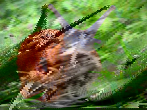 Vraagbaak: Waarom zijn er nu zoveel slakken?