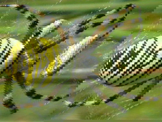 Fenolijn 5 september 2021