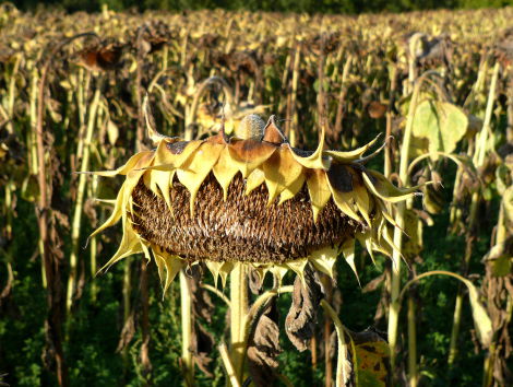 Europa wordt droger en droger