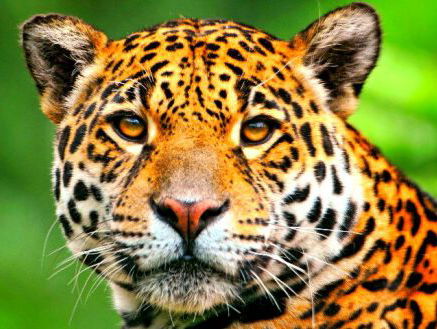 'De muur van Trump betekent het einde voor de Jaguar in de VS'