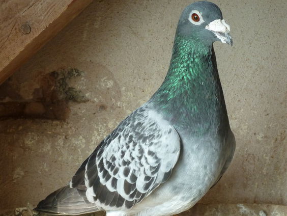 Duiven weg kwijt na onweer