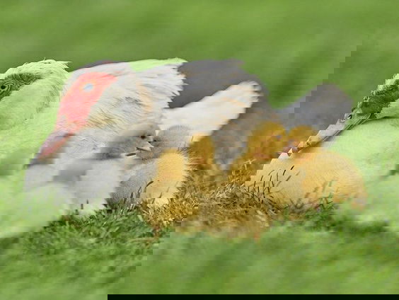 Arjan Postma over pratende dieren