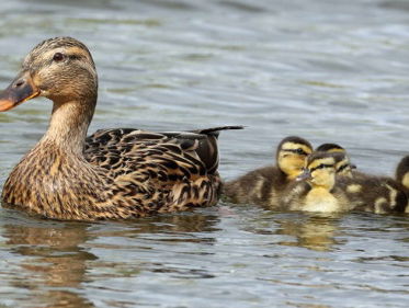 Eendenkuikens tellen