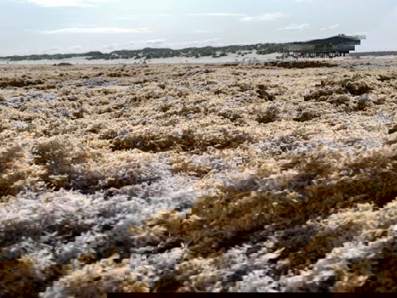Harige diertjes op Ameland die stinken en lijken op tapijt: wat voor een beestjes zijn dit?