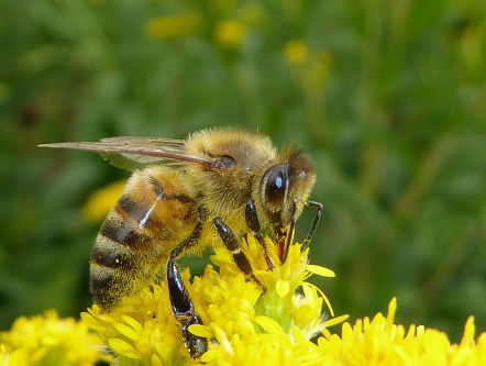 Reinout bij de bijen