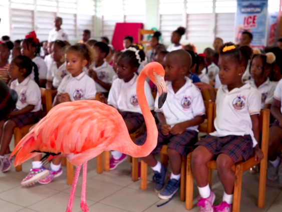 Crowdfunding voor flamingo-fenomeen Bob doorslaand succes