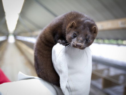 Minister Schouten: aannemelijk dat mens met corona besmet is door nerts