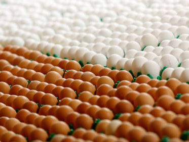 Zorgethiek bij veebedrijven