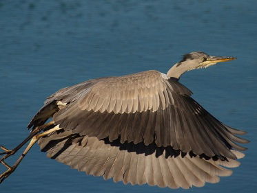 Beleef de lente - reiger