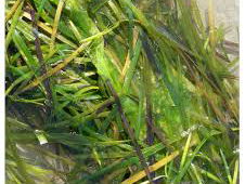 Aandeelhouders willen oliebedrijf vergroenen