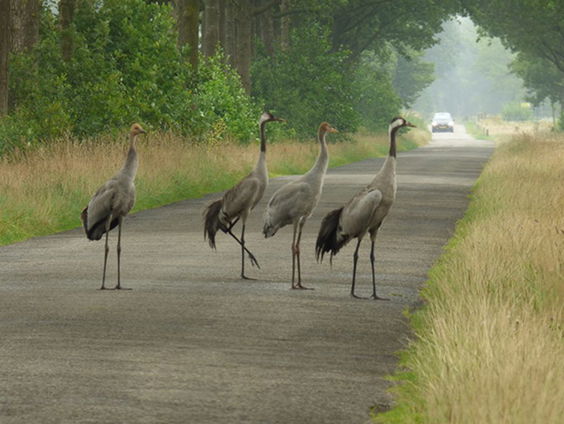 Klaar-over voor kraanvogels