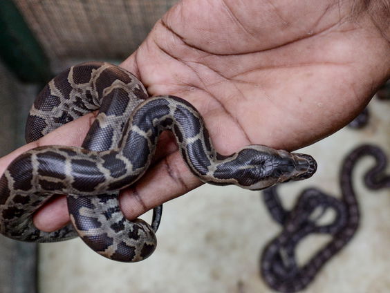 Wat te doen als je op vakantie een slang tegenkomt?