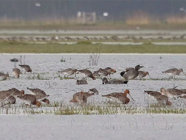 Grutto's van Noordwaard