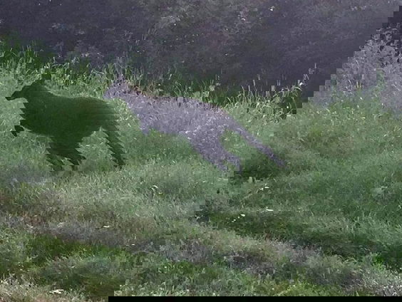 Kangoeroe hupt rond in Veldhoven: hoe komt hij daar terecht en hoe vang je het dier?