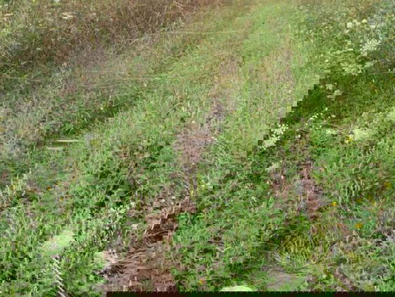 Onkruid bestaat niet