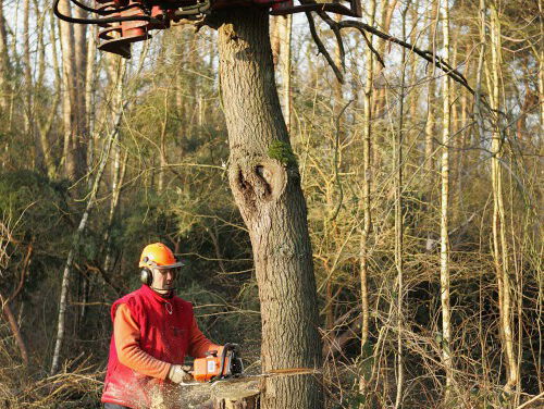 Natuurmonumenten stopt tijdelijk met bomenkap