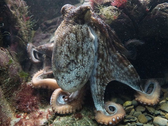 Hoe intelligent is de octopus?
