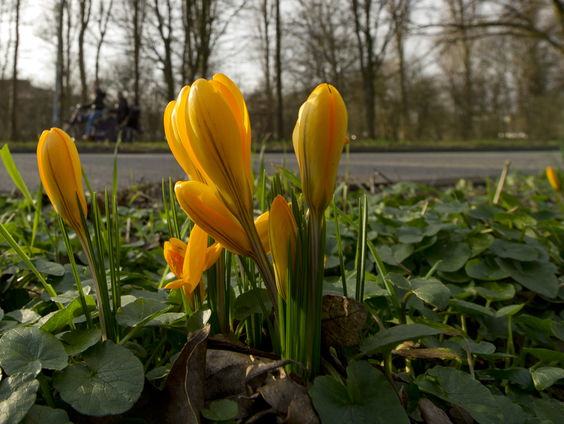 Plantennamen met stoepkrijt