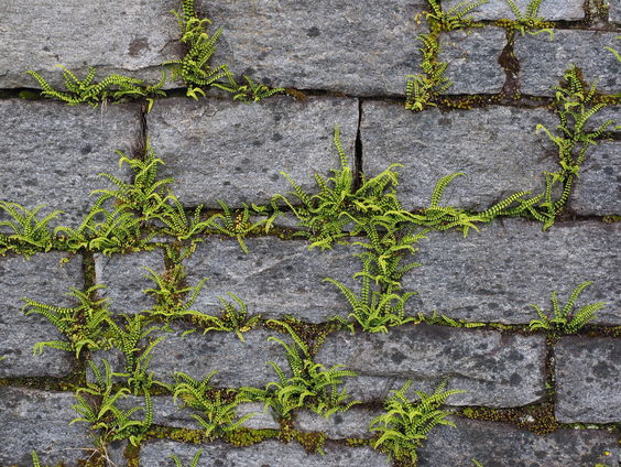De gevestigde macht durft niet vooruit te struikelen