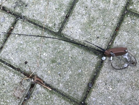 Grutto: zender op de toren