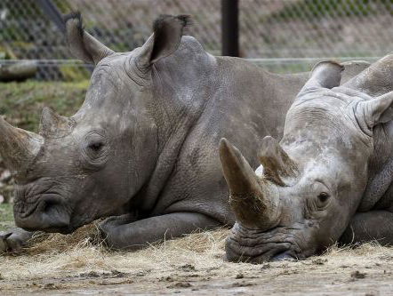 Hoorn van neushoorn lucratiever dan drugs