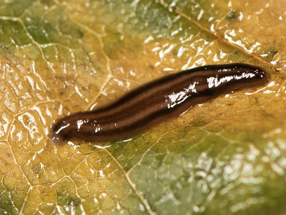 Pas op voor meelifters!