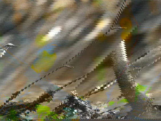 Fenolijn 5 december 2021