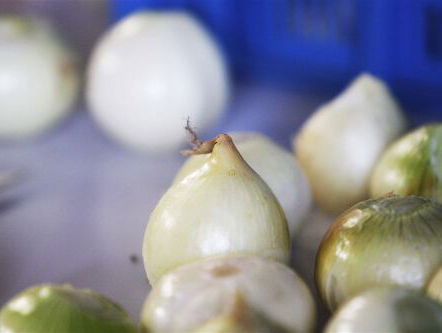 Nederlandse ui verovert de wereld