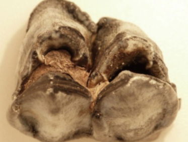 Etensresten in de holle kies van een reuzenhert