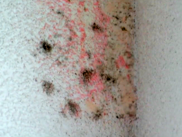 14 tips om je huis schimmelvrij te krijgen