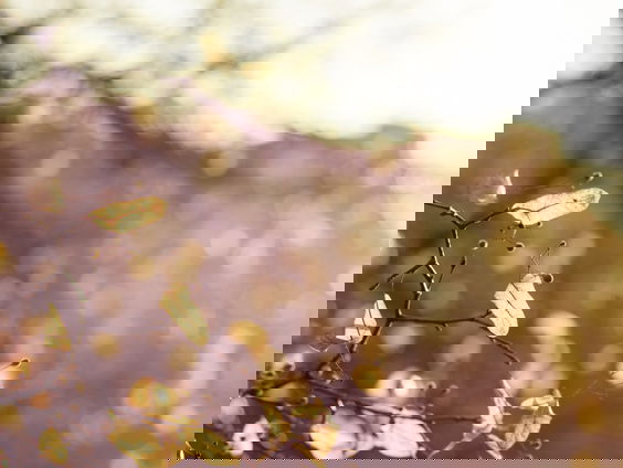 Ben jij door de coronacrisis anders tegen de dood aan gaan kijken?