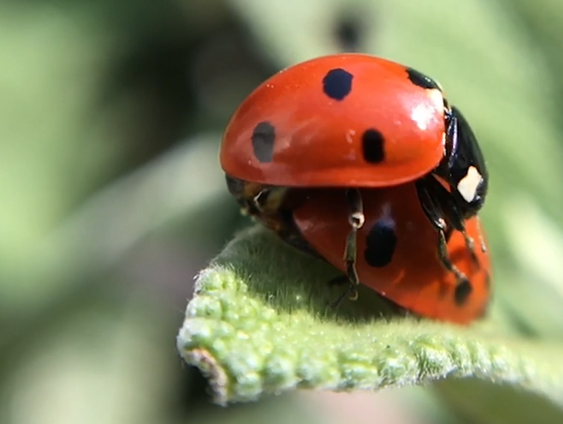 Lieveheersbeestjesgids