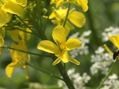 Raapzaad in bloei