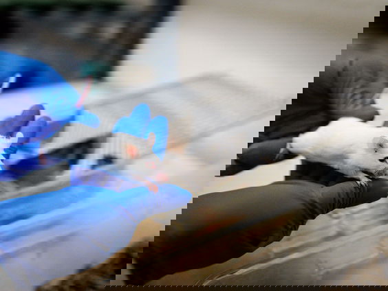 Wageningen Universiteit verzamelt dode muizen voor onderzoek