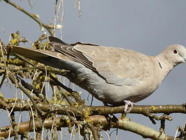 Cursus Vogelzang: turkse tortel