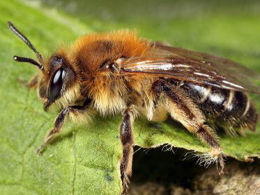 Vraagbaak: hoe vinden bijen hoe nest terug?