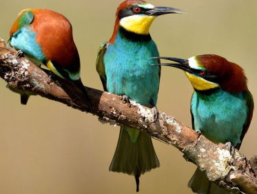 Fenolijn (twee delen)