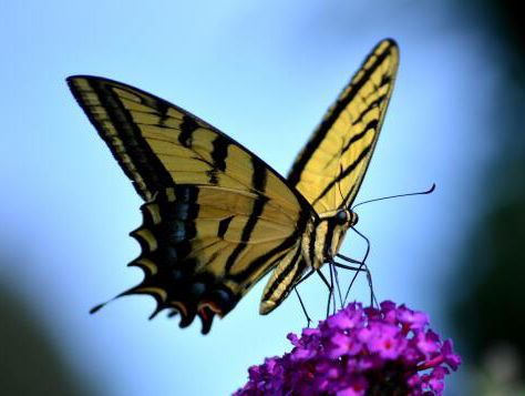 'Aantal vlinders in Nederland neemt af'