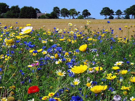 Nieuw plan: #NatuurrijkNederland hoeft niets te kosten