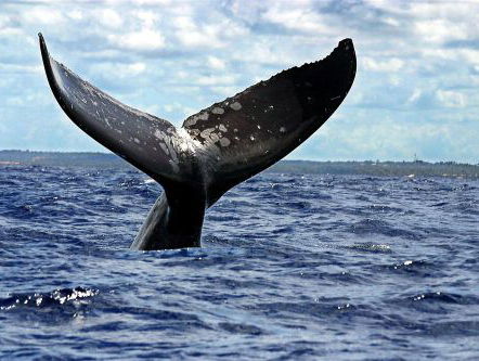 Eerste Hulp bij Zeezoogdieren redt walvissen in nood