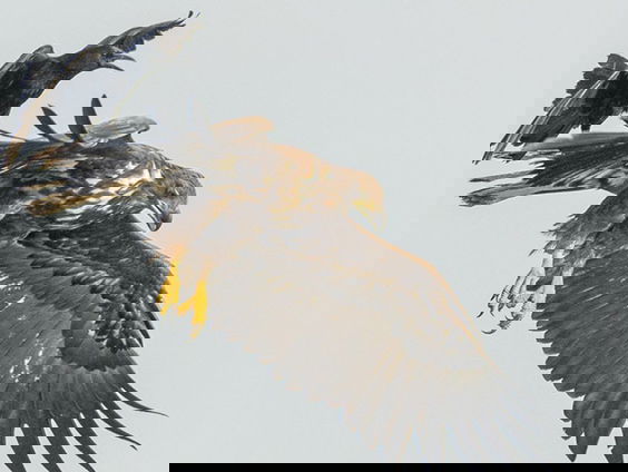 Veertig jaar Vogels in de Biesbosch