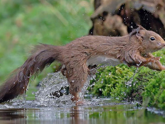 Veel eekhoorns spotten