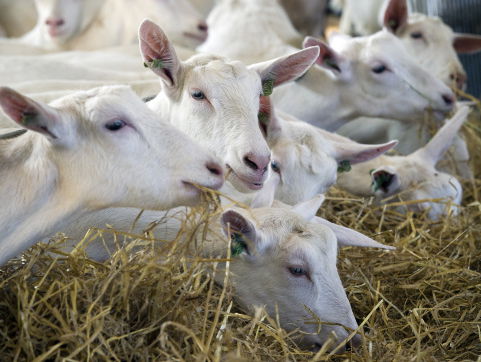 Ombudsvrouw onder de indruk van Q-koorts-patientjes